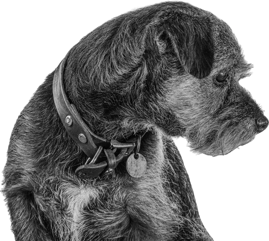 Fickó, a border terrier, profilból