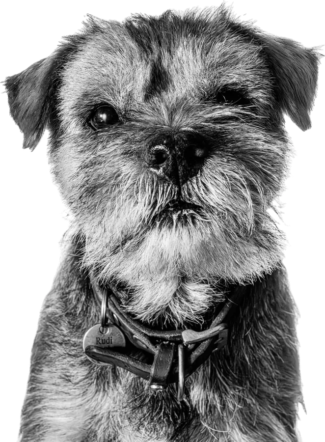 Rudi, a border terrier, szemből